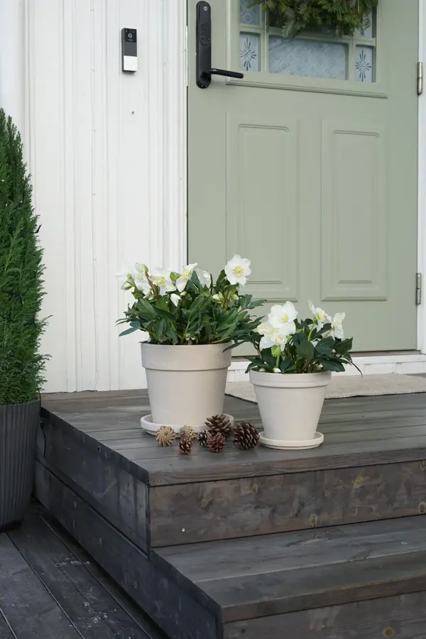 11_Novent Helleborus