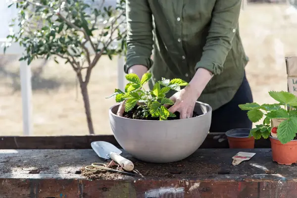 Dame som potter om jordbær