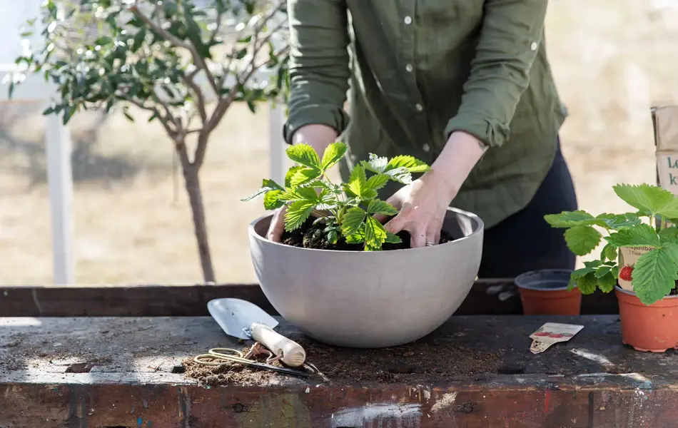 Dame som potter om jordbær