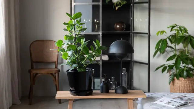 Mester Grønn Clusia_Rosea_Princess_2698_f_s.jpg