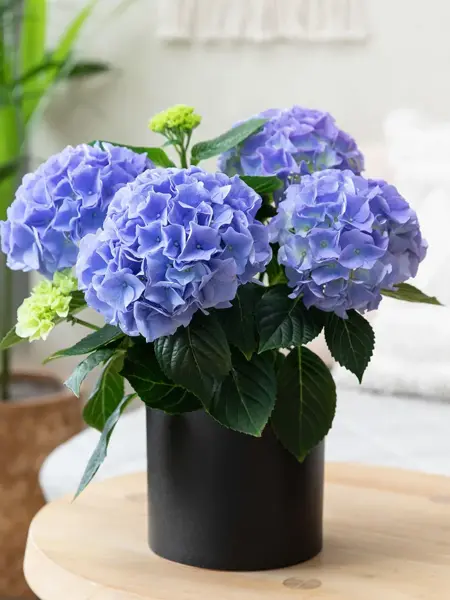 Blå Hortensia fra Mester Grønn