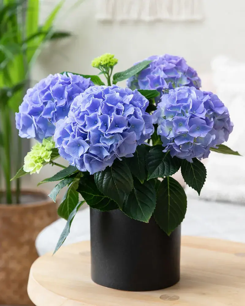 Blå Hortensia fra Mester Grønn