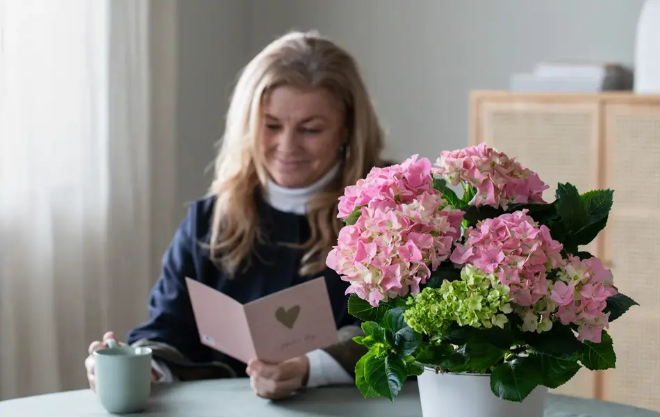 Mester Grønn 4_Hortensia.jpg