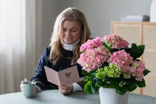 Mester Grønn 4_Hortensia.jpg
