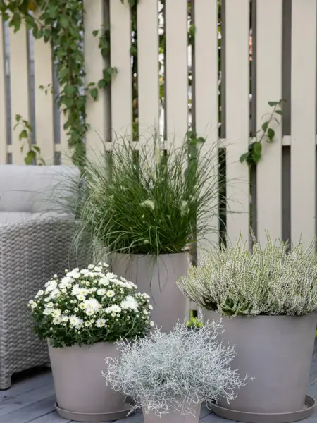 Mesyter Grønn høst uteplass