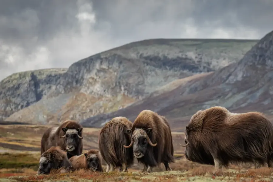 butikkside-vegardantonsenfoto