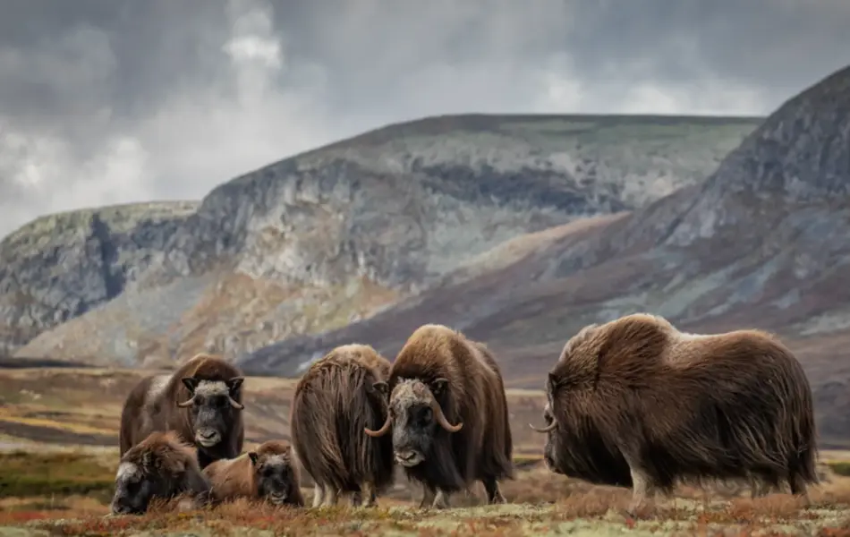 butikkside-vegardantonsenfoto