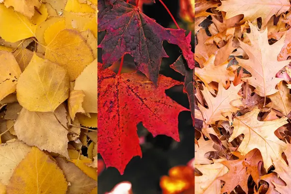 Tredelt bilde av løv fra bjørk, lønn og eik. Foto.