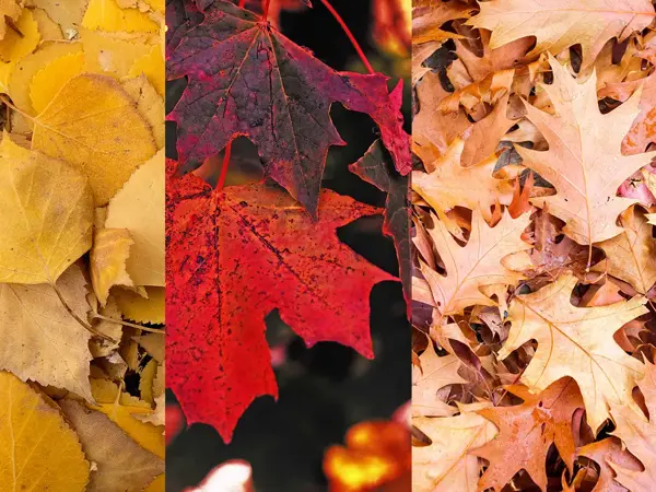 Tredelt bilde av løv fra bjørk, lønn og eik. Foto.