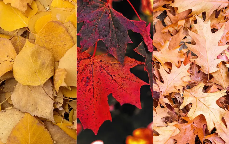 Tredelt bilde av løv fra bjørk, lønn og eik. Foto.