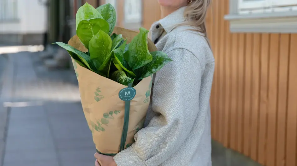Dame med plante fra Mester Grønn