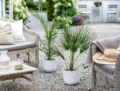 Mester Grønn_Terrassepalmer