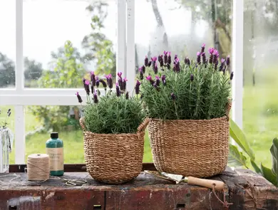 Lavendel i kurv på benk