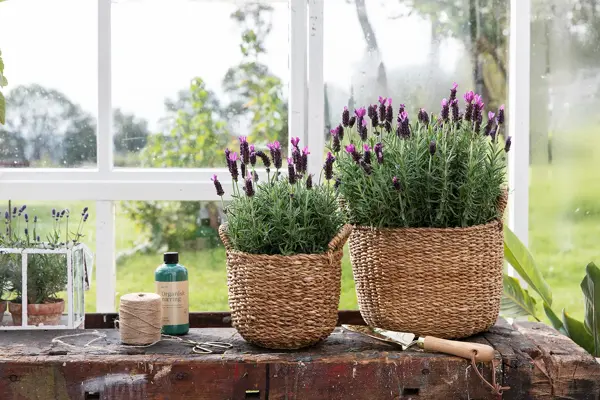 Lavendel i kurv på benk