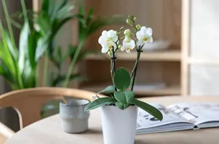 mg-orkide-midi-uke8-4.3