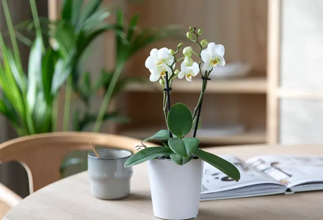 mg-orkide-midi-uke8-4.3