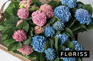 floriss-norsk-hortensia-uke05-3.2