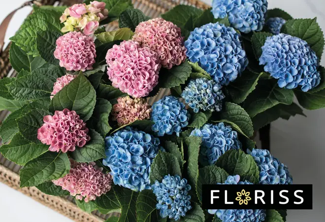 floriss-norsk-hortensia-uke05-3.2