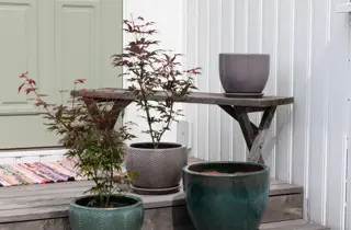 Mester Grønn_Hvaler potter 50%_SF_U25