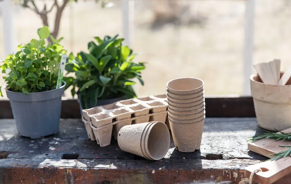 Urter og papp potter