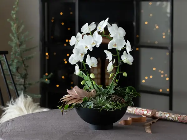 Sandvika_MesterGrønn_Phalaenopsis i sort fat