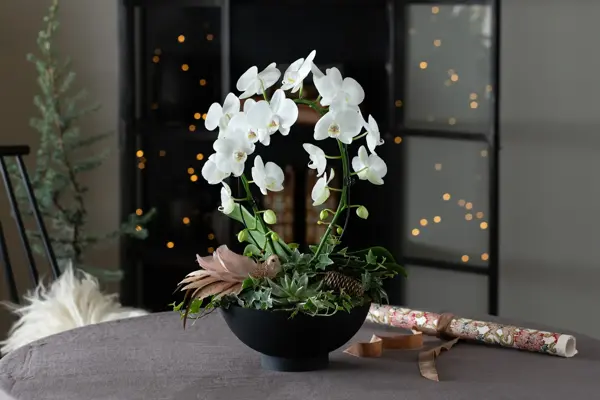 Sandvika_MesterGrønn_Phalaenopsis i sort fat