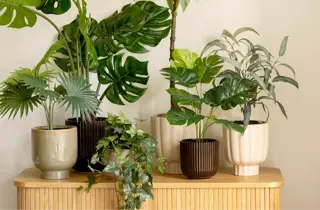 kremmerhuset-grønne-planter-uke15-4.3