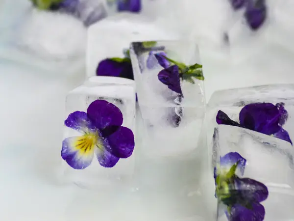 Firkantede isbiter med stemorsblomster inni