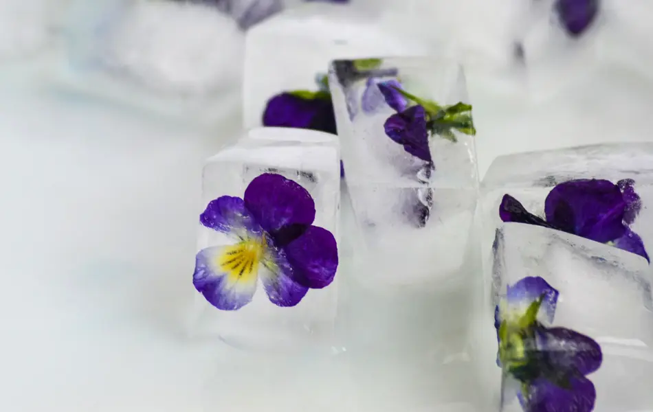 Firkantede isbiter med stemorsblomster inni