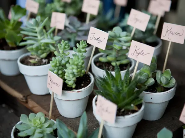A variety of succulent wedding favors with name tags.