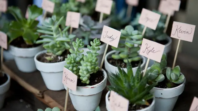 A variety of succulent wedding favors with name tags.