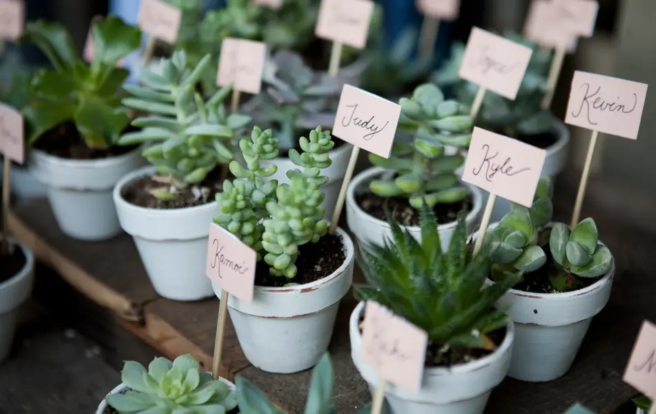 A variety of succulent wedding favors with name tags.