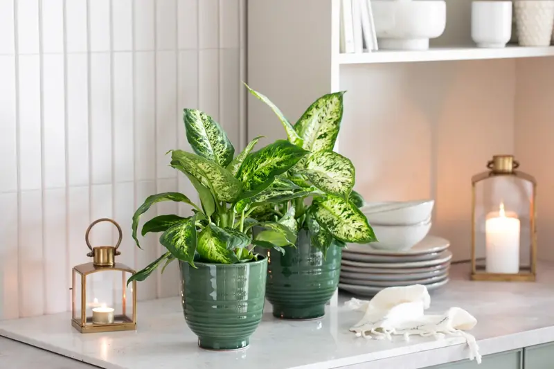 TS_Storo_artikkel_en-gronn-oase-i-hjemmet-ditt