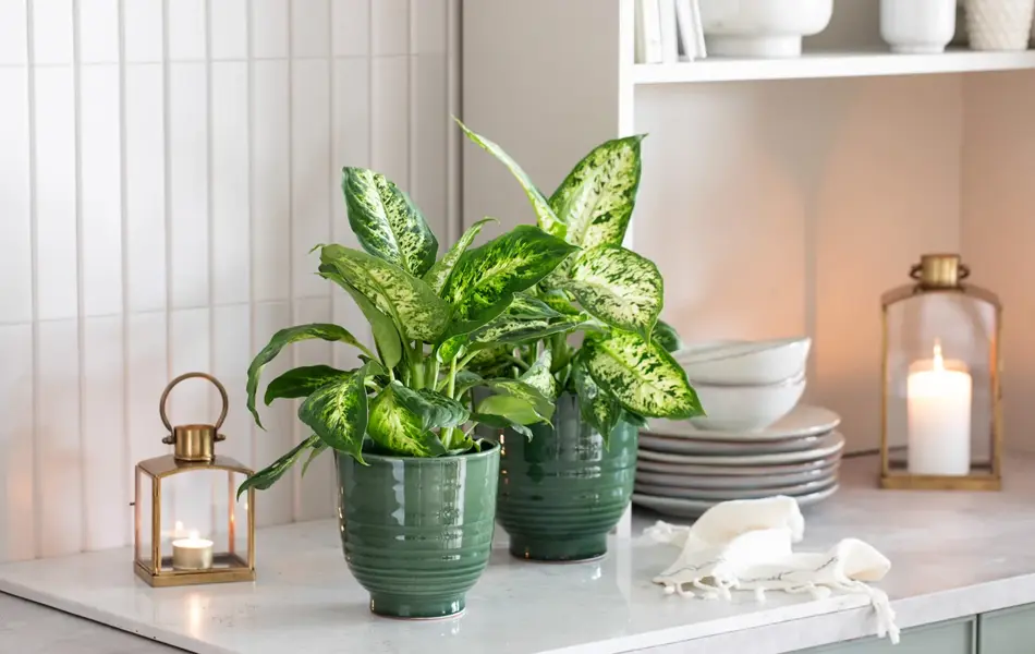 TS_Storo_artikkel_en-gronn-oase-i-hjemmet-ditt