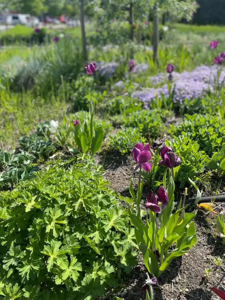 Ski Storsenter sin hage