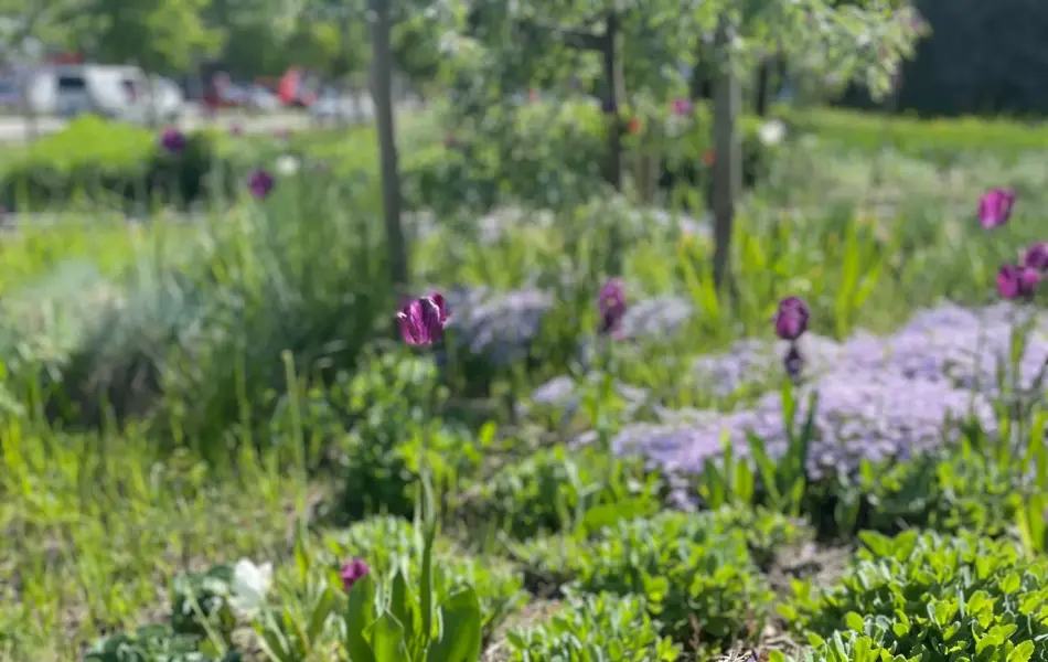 Ski Storsenter sin hage