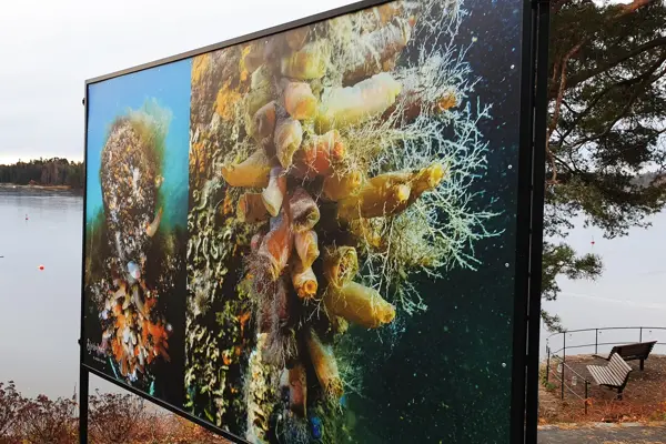 Nærbilde av kunst ved sjø