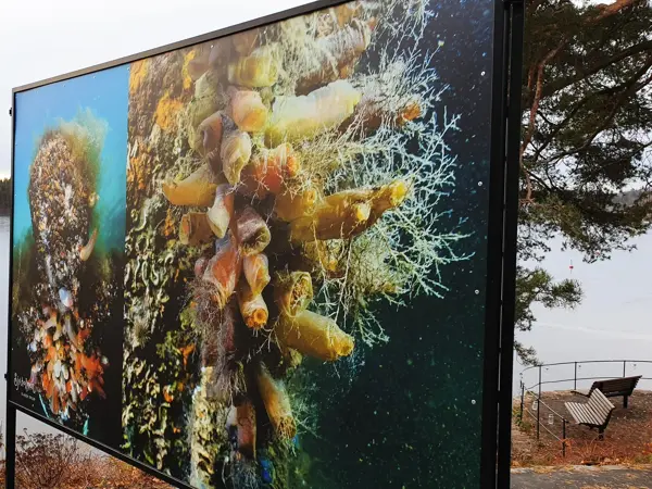 Nærbilde av kunst ved sjø