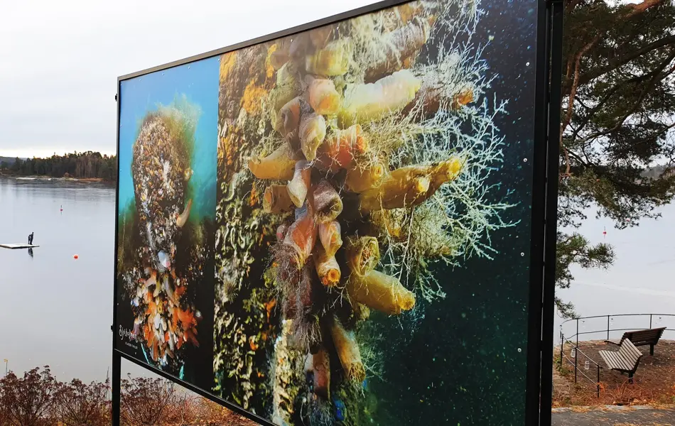 Nærbilde av kunst ved sjø