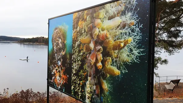 Nærbilde av kunst ved sjø