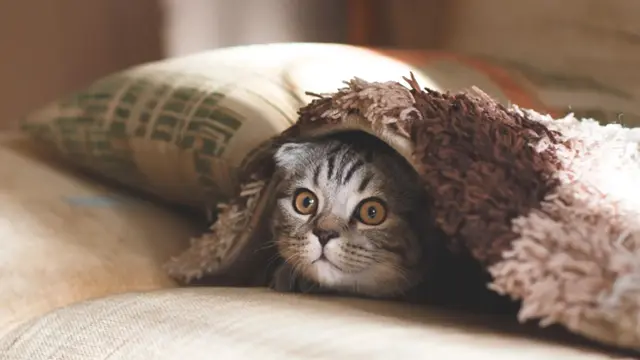 Stripete katt ligger under teppe og kikker ut