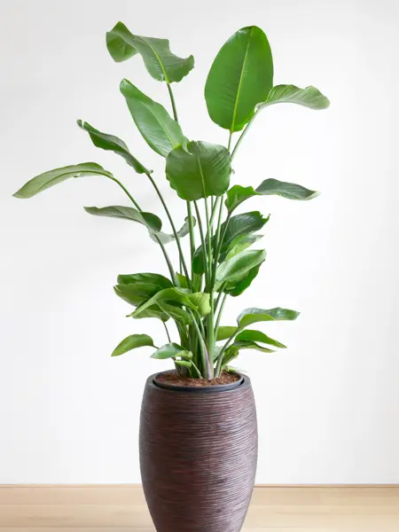 tropical houseplant giant white bird of paradise, Strelizia Nicolai, in a large brown pot in front of a white wall, copy space