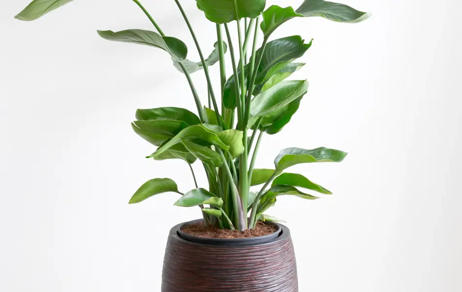 tropical houseplant giant white bird of paradise, Strelizia Nicolai, in a large brown pot in front of a white wall, copy space