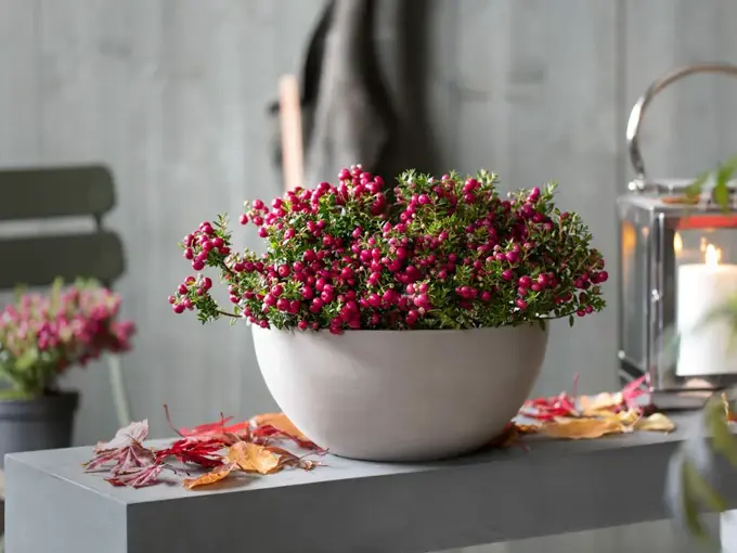 Mesyter Grønn høst uteplass