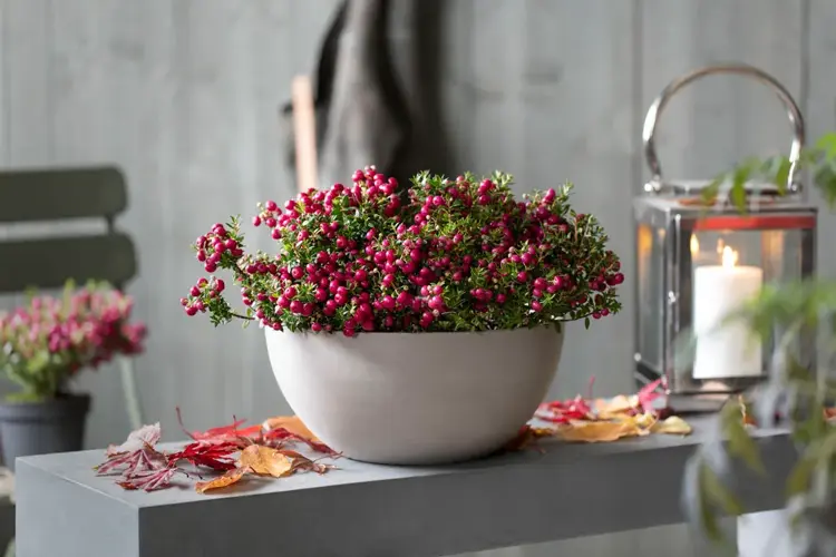 Pynt uteplassen med høstens blomster.