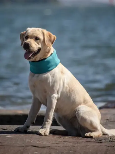 Hund som sitter ved et vann