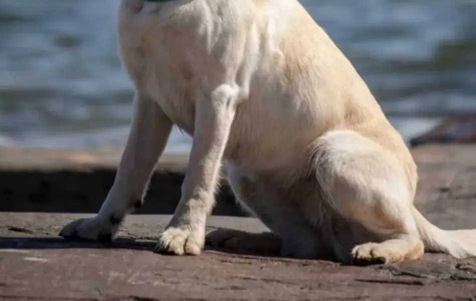 Hund som sitter ved et vann