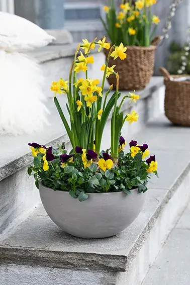 Uteblomster fra Mester grønn