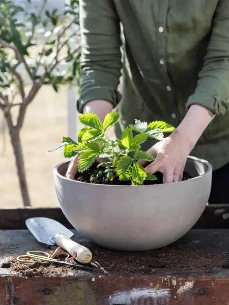 En som potter om en jordbærplante