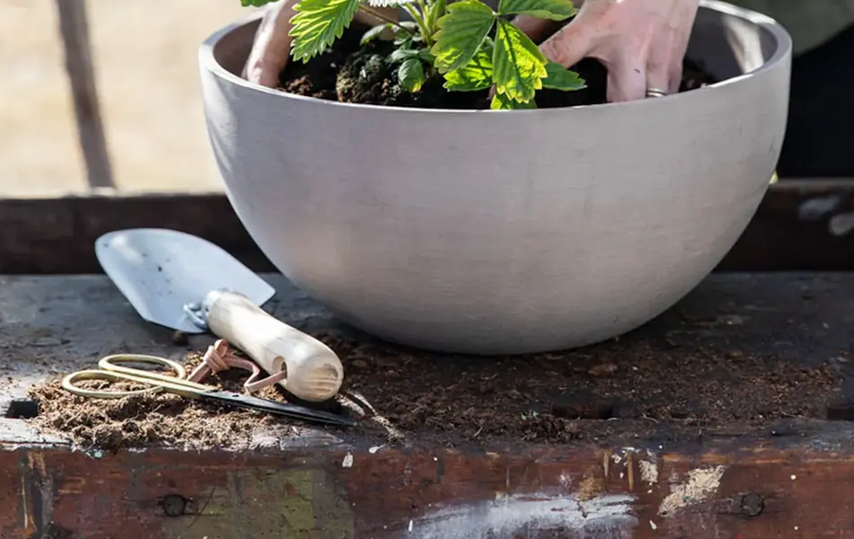 En som potter om en jordbærplante